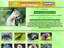 Tablet Screenshot of animalphotos.me